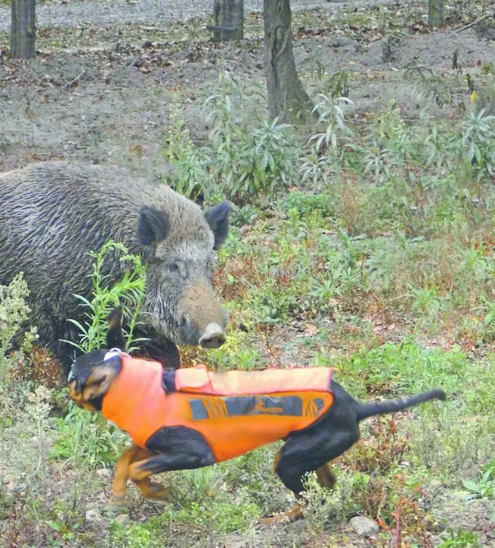 KONUSTEX INTEGREX Corpetto protettivo cane anti cinghiale