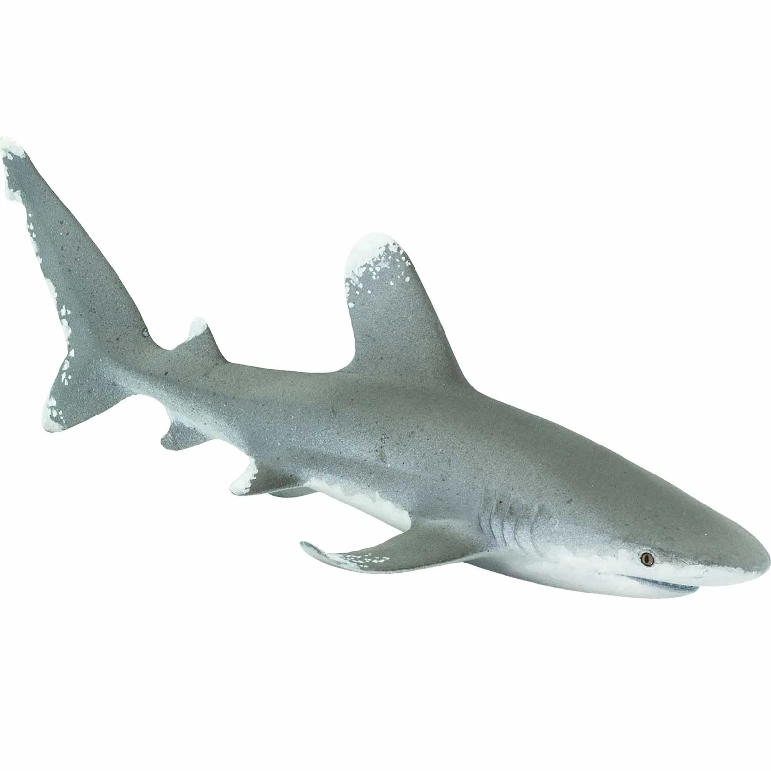 Oceanic Whitetip Shark