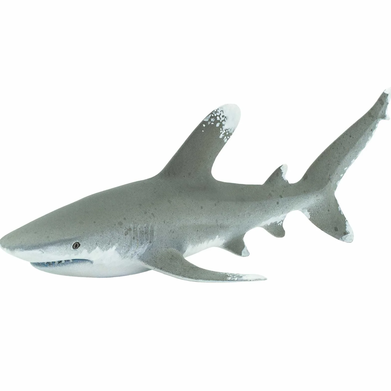 Oceanic Whitetip Shark