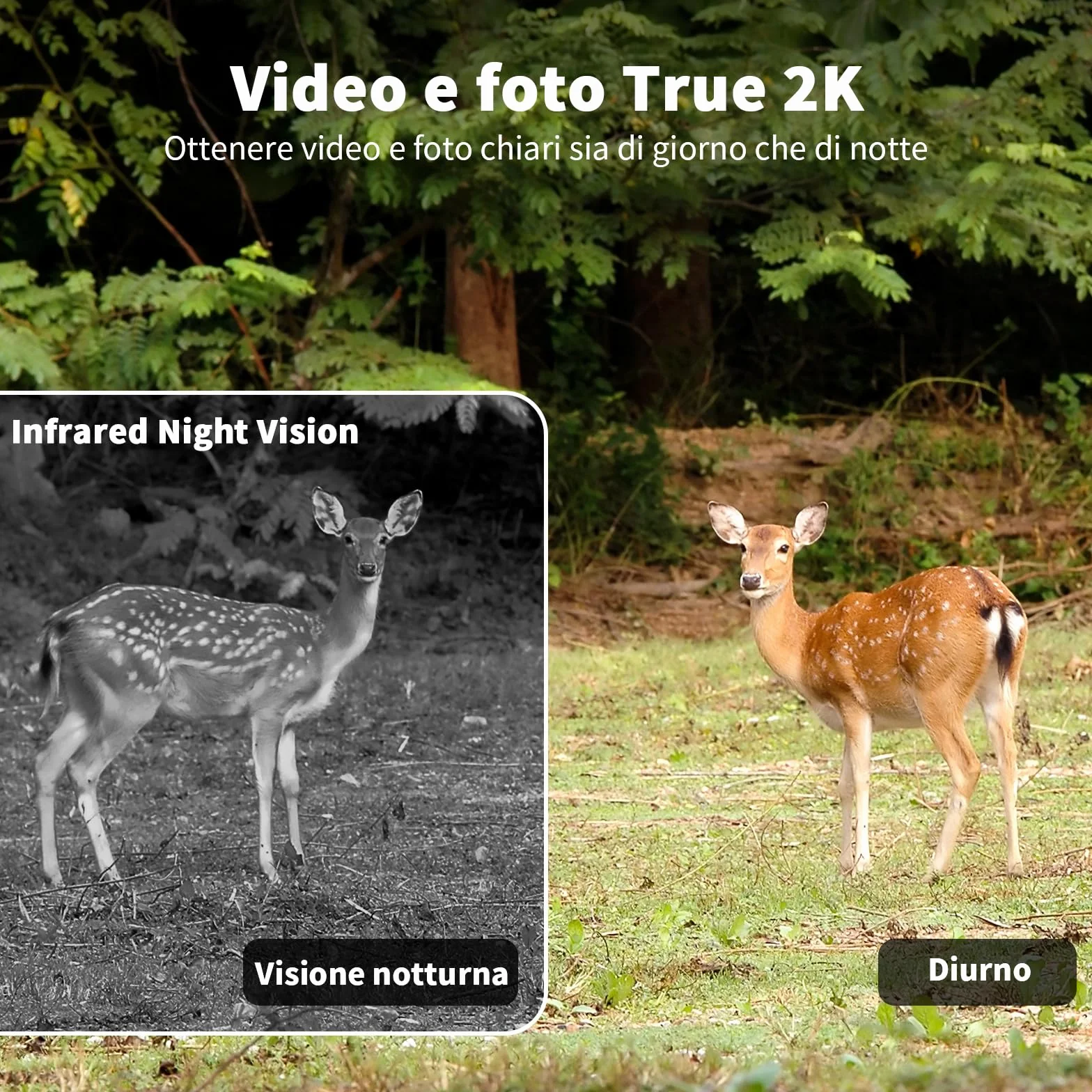 Fotocamera da Caccia 4G 2K Telecamera Esterna Pannello Solare 360° PTZ Fototrappola Infrarossi Invisibili Visione Notturna Colori Audio 2 Vie Rilevamento Animali IP66