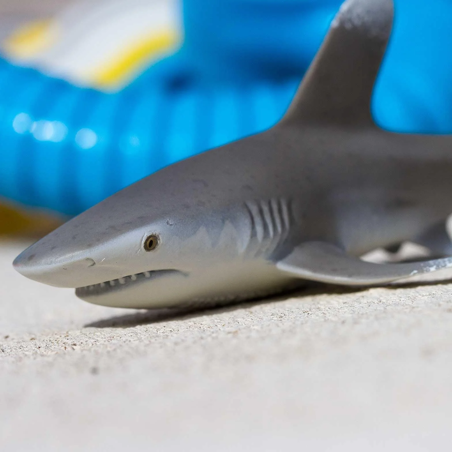 Oceanic Whitetip Shark